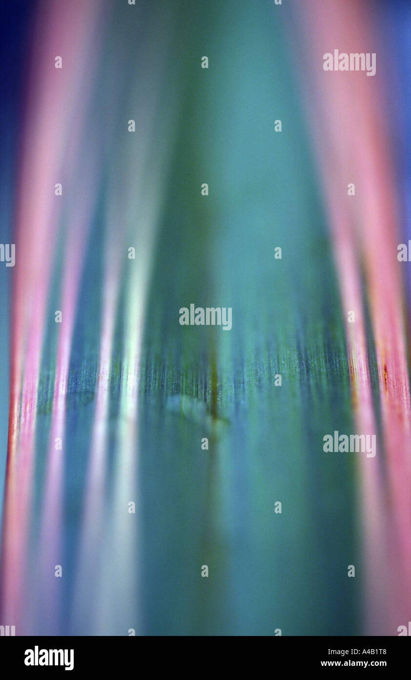 buntes Laub Miscanthus Gras Stockfoto