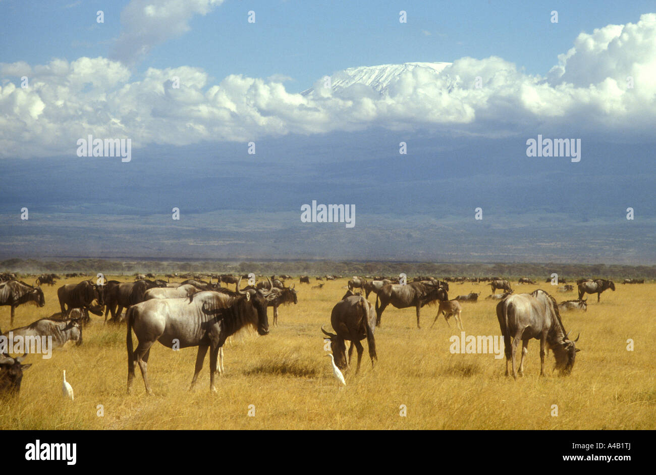 Herde von Gnus mit Kuhreiher in Amboseli National Park Kenia in Ostafrika Stockfoto