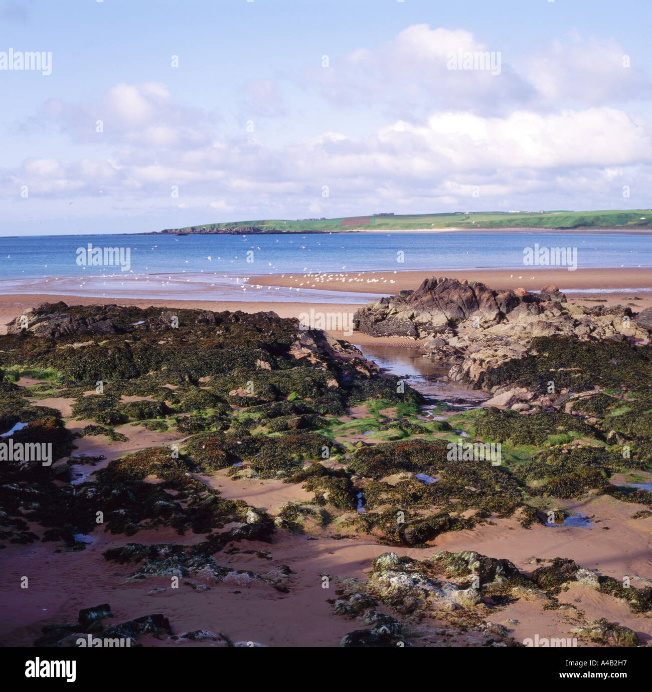 Der Strand von Cruden Bay Aberdeenshire, Schottland Stockfoto