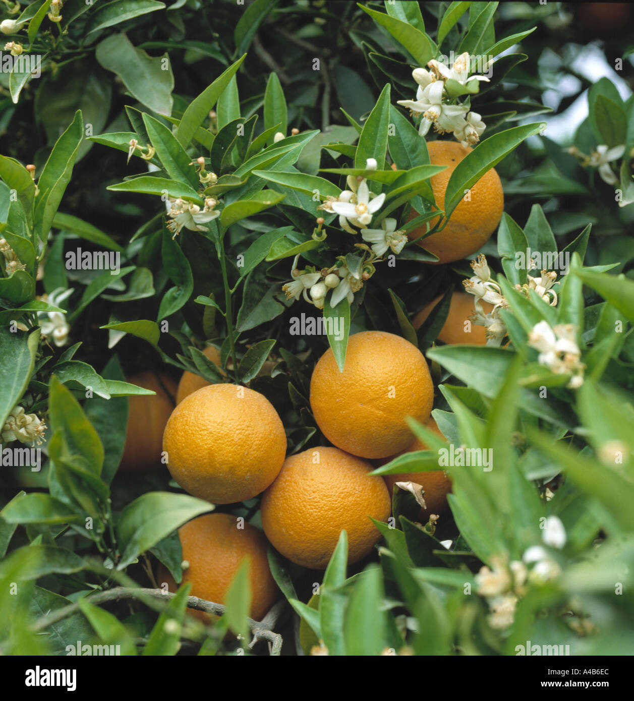 Orangenbaum mit reifen Früchten und Blumen in der Nähe von Valencia, Spanien Stockfoto