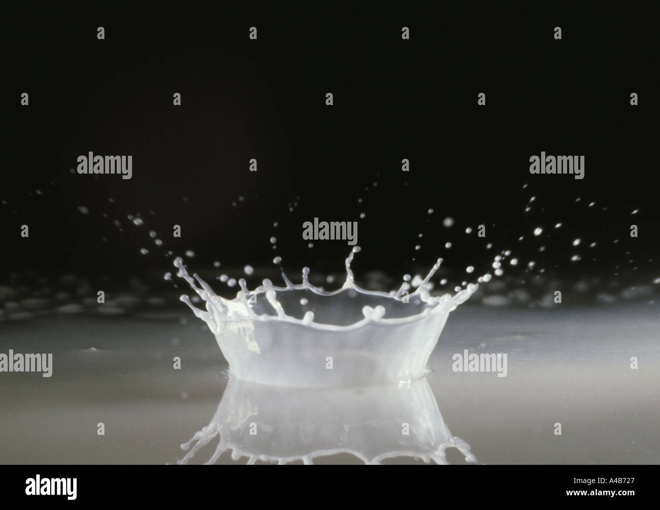 Coronet Spritzer Milch oder weißen Tröpfchen fallen in einer flachen Flüssigkeit Stockfoto