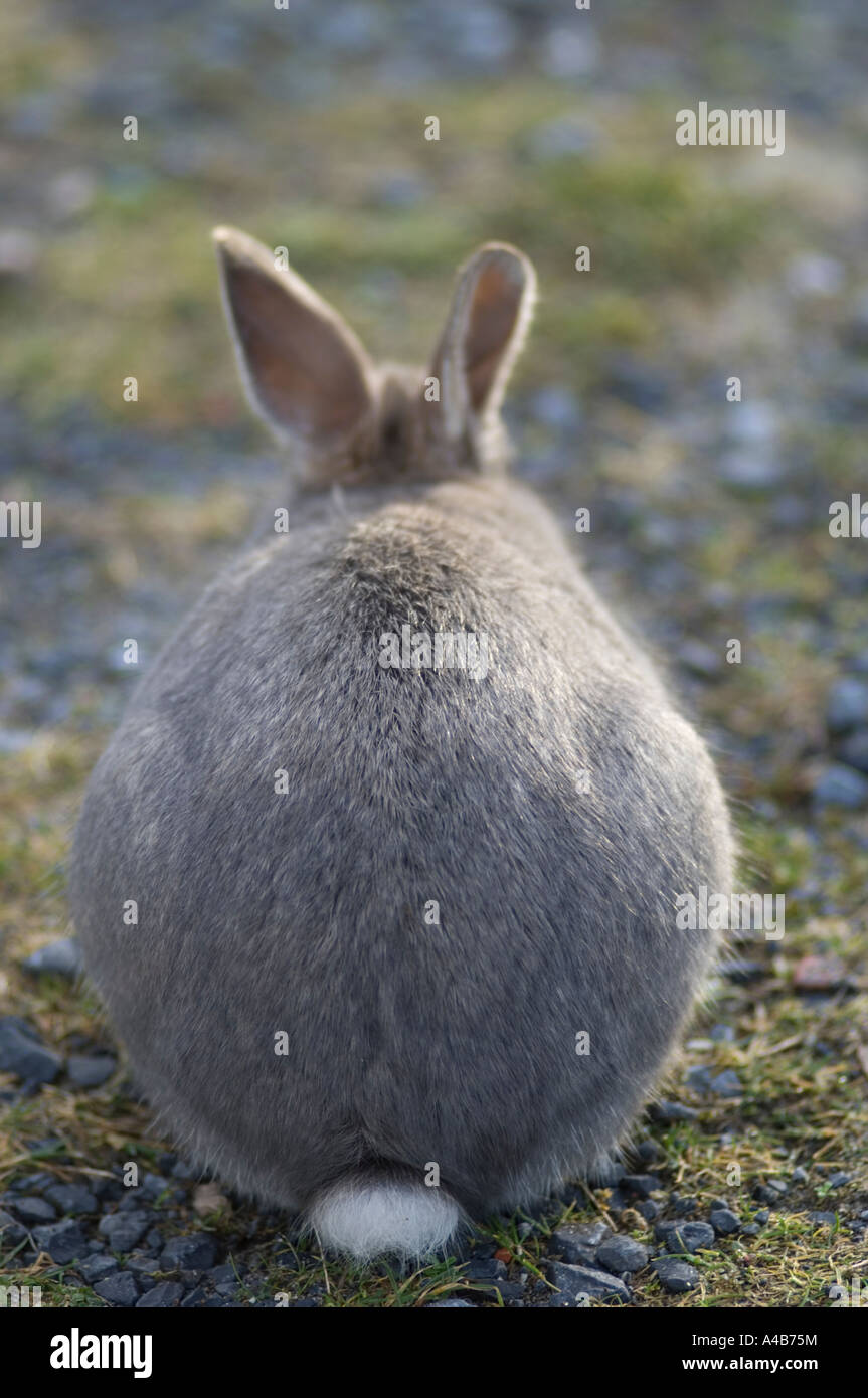 Rückansicht eines Kaninchens Stockfoto