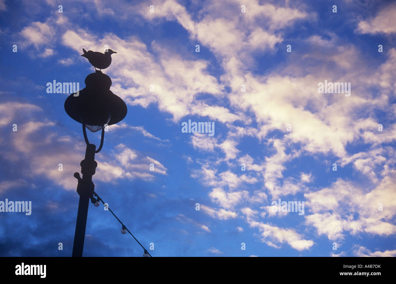 Silbermöwe stehend auf Lamp post mit String von Glühbirnen Silhouette gegen blauen Himmel mit goldenen Stratocumulus Wolken Stockfoto