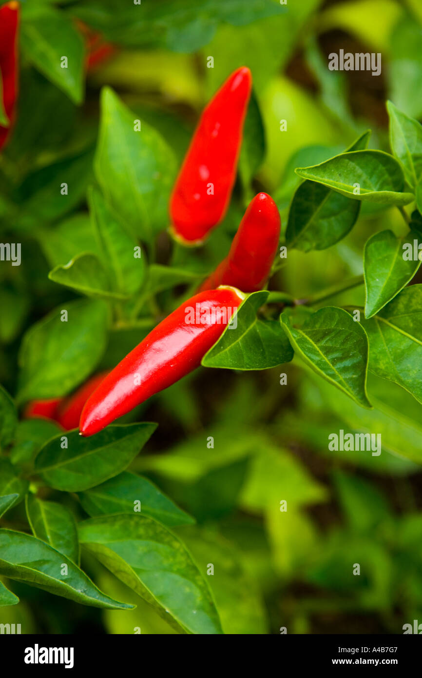 Red chili peppers wächst im Garten Stockfoto