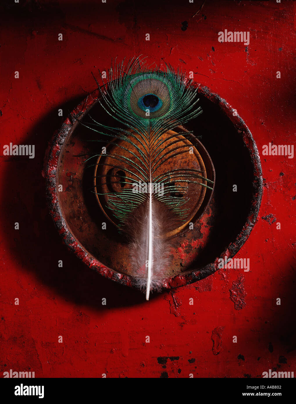 Weiche Pfauenfeder auf eine harte Oberfläche Stockfoto