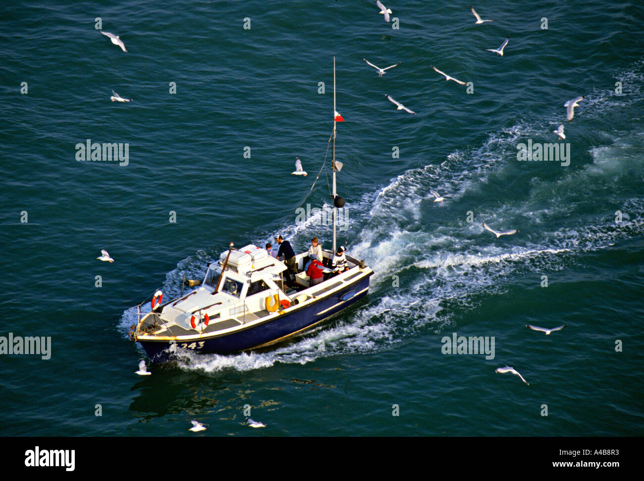 Freizeit Angelboot/Fischerboot mit Fischer zurück zum dock begleitet von Herde von Möwen Dover England UK Stockfoto