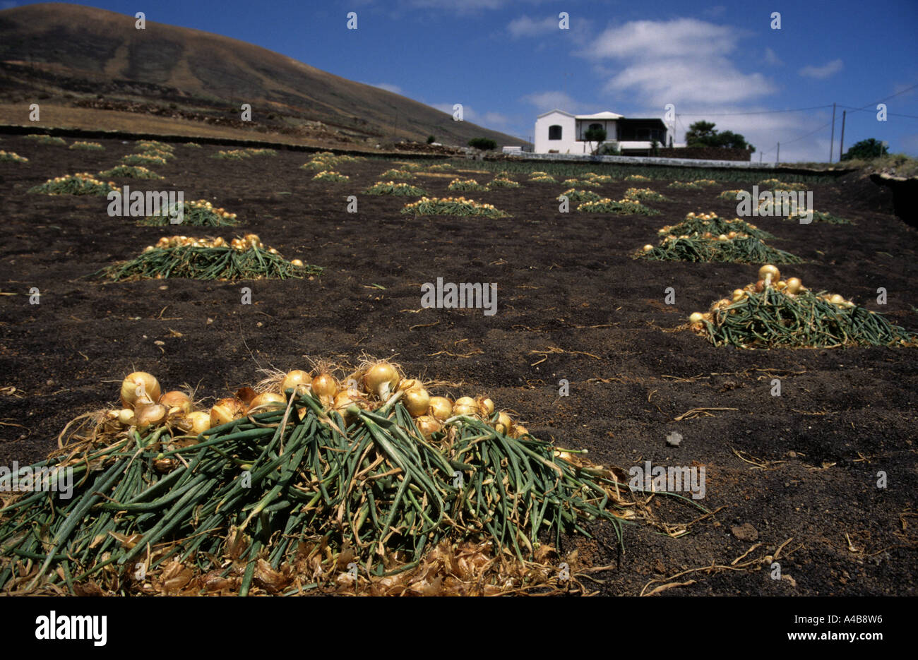 Zwiebel-Ernte trocknen in der Sonne Lanzarote-Kanarische Inseln-Spanien Stockfoto