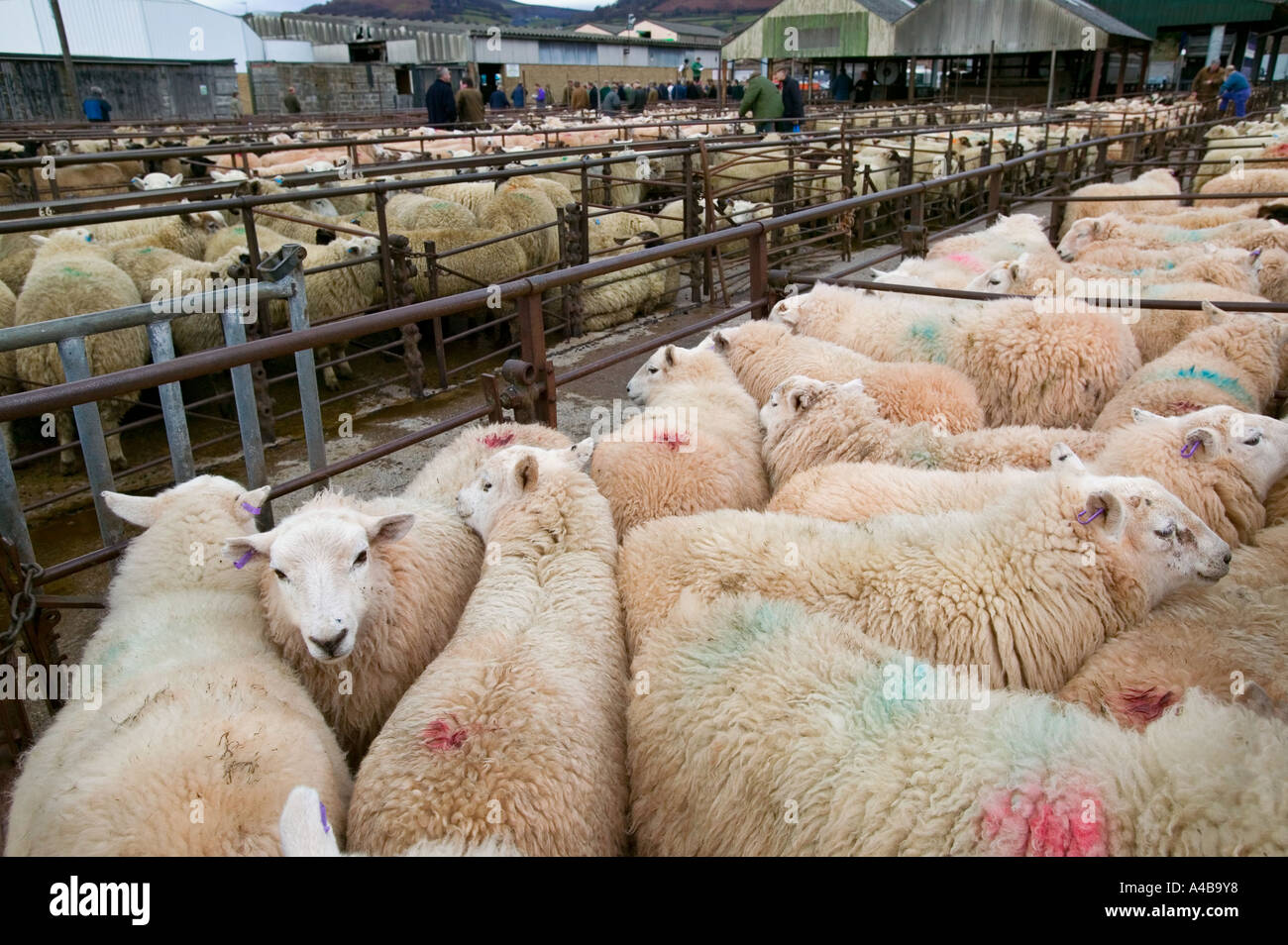 Schafe in Stifte für Abergavenny Verkaufsmarkt für Supermarkt Entwicklung Wales UK schließen soll Stockfoto
