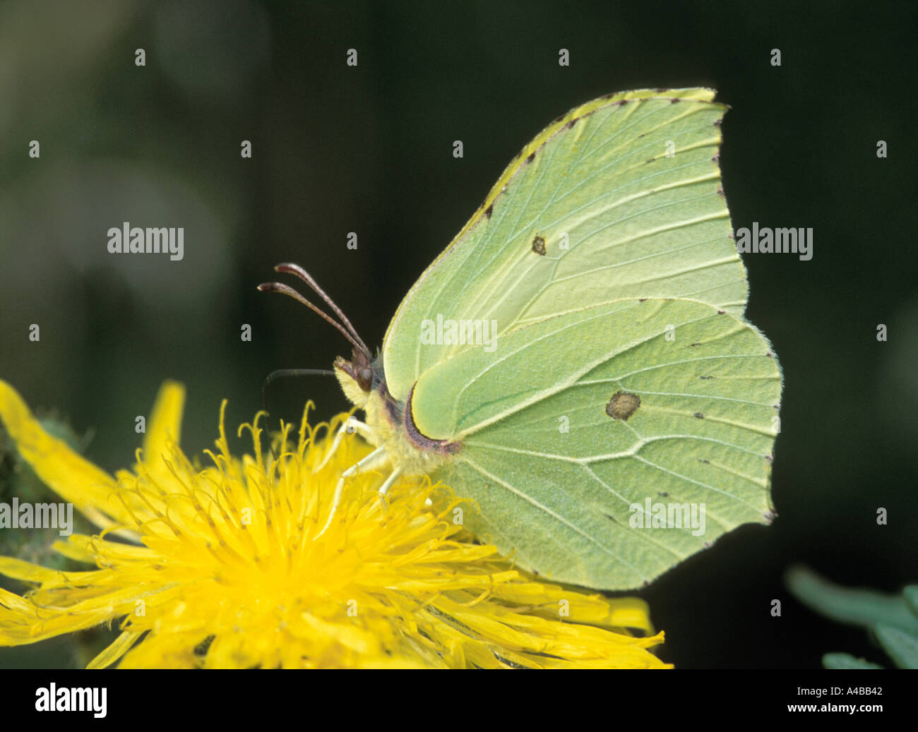 Männlichen Zitronenfalter Gonepteryx Rhamni Fütterung auf Hawk s Bart Schmetterling Stockfoto