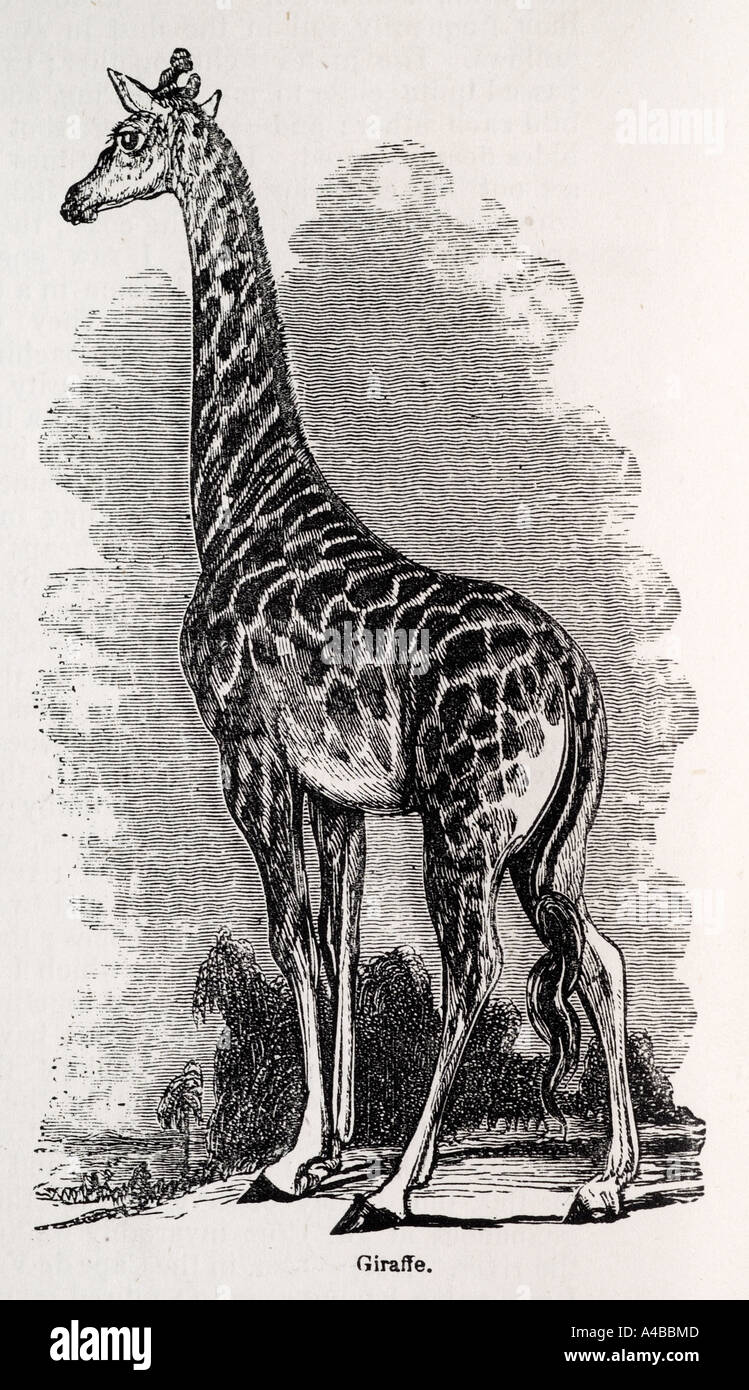 Netzartige Giraffe Giraffa Plancius Reticulata Pflanzenfresser Natur Natur Zoologie Säugetier Tiere Stockfoto