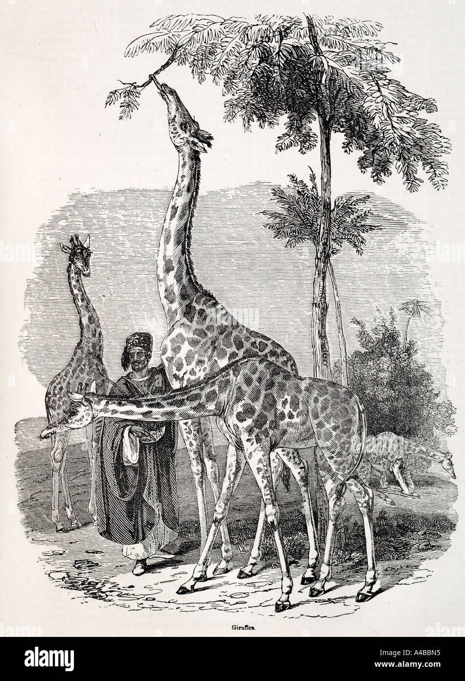Netzartige Giraffe Giraffa Plancius Reticulata Pflanzenfresser Natur Natur Zoologie Säugetier Tiere Stockfoto