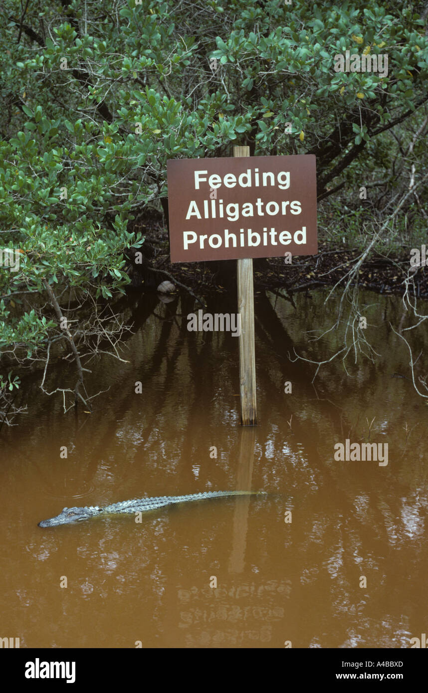 American Alligator und Alligator Sign Sanibel Florida USA Stockfoto