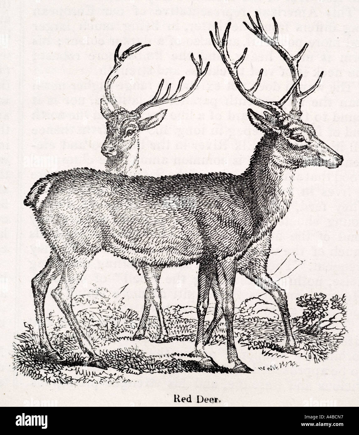 Rothirsch Hirsch Cervus Elaphus Geweih Pflanzenfresser große große Wilde Herde Säugetier Tierwelt Natur natürliche Weiden Stockfoto