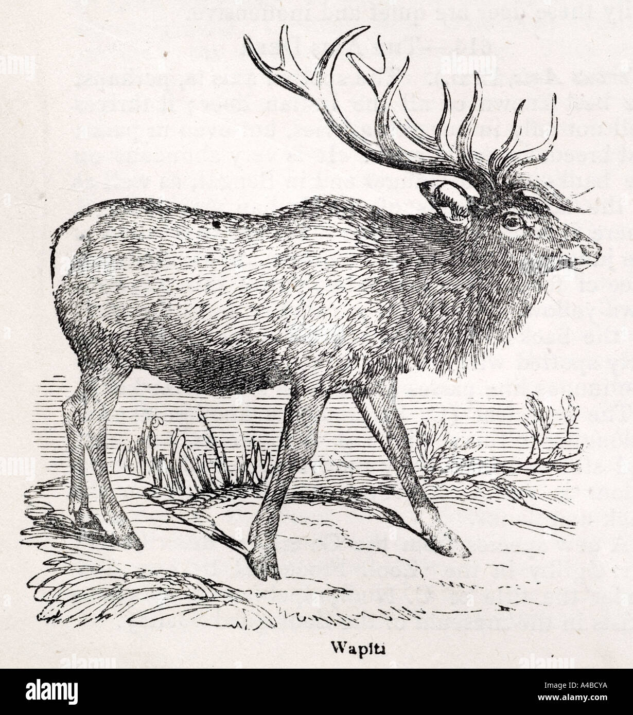 Wapiti Hirsch Cervus Elaphus Canadensis Elch Nordamerika Pflanzenfresser Geweih Horn Natur Natur Tiere Stockfoto