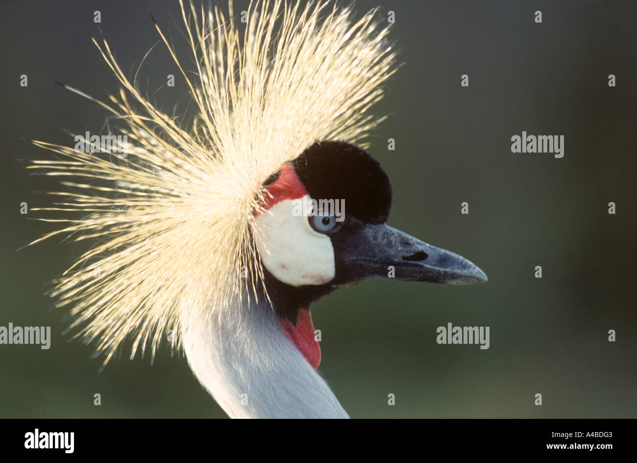 Gekrönter Kran Blearica Regulorum gibbericeps Stockfoto