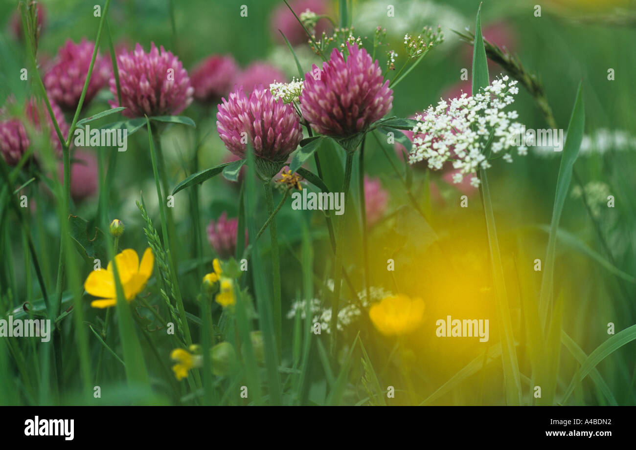 Blumige Wiese Muker Swaledale Yorkshire Dales National Park Stockfoto