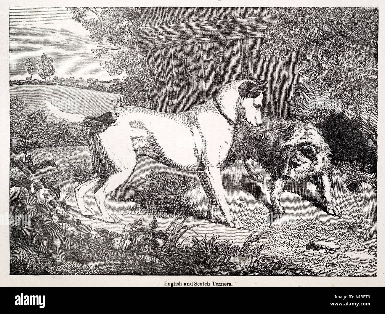 Englischen Scotch Terrier Tier Hunde im freien Canis Lupus Säugetier Natur Natur Rasse Fell starke Jagd Jäger heftige Profil Stockfoto