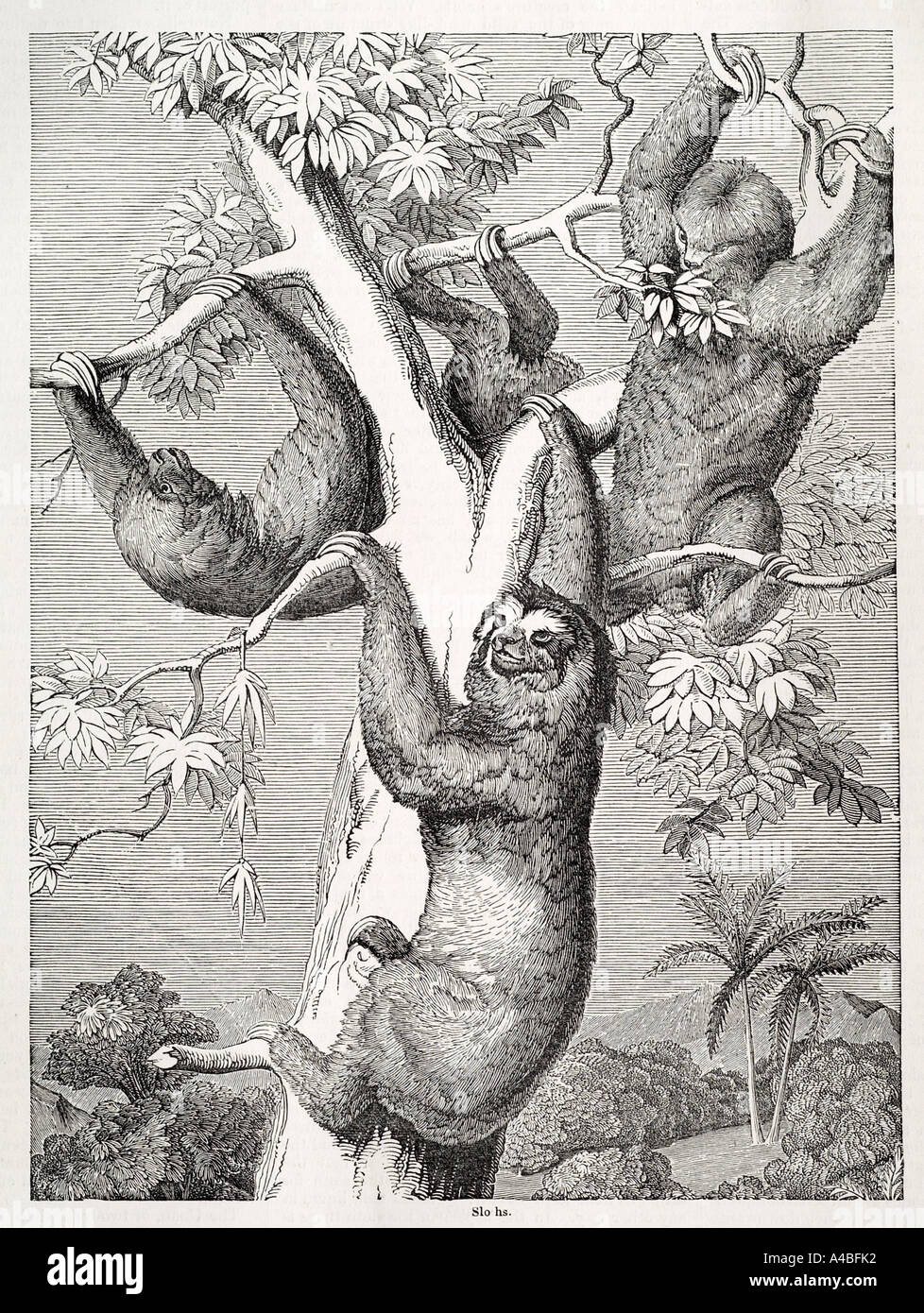 Slothnature natürlichen wilden freien Säugetier Faultier Baum langsam träge Fell Klettern Klaue Südamerika Haar Bradypus Dschungel vegetarische harmles Stockfoto