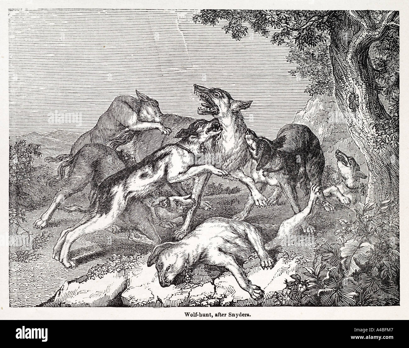 Wolf Jagd Tiere Hund Sport Hunde Keulung töten töten Blut barbarischen Biss im freien Land Raubtier wilden Baum offenen ländlichen Canis lupus Stockfoto