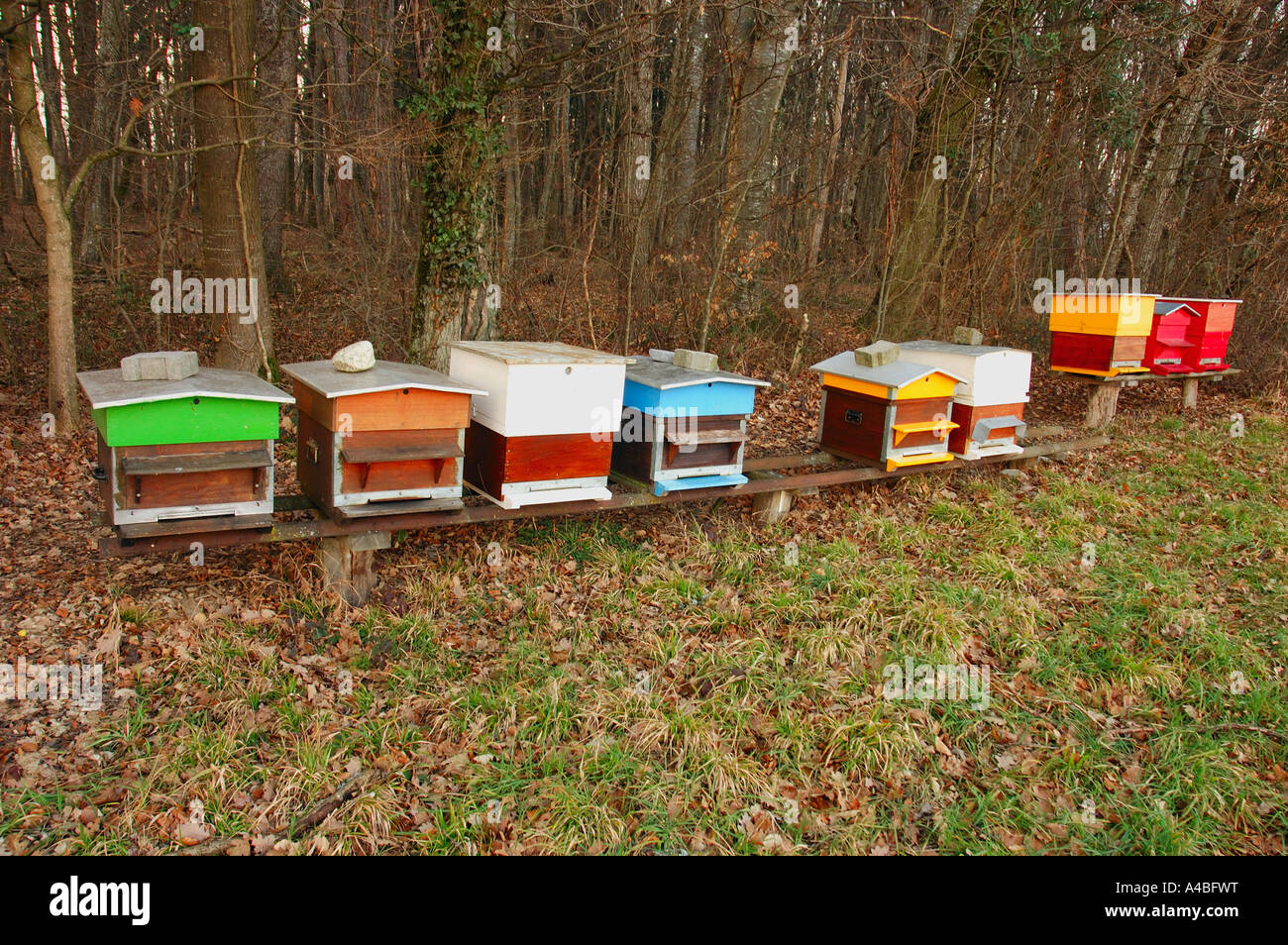 Schweizer Bienenstöcke Stockfoto