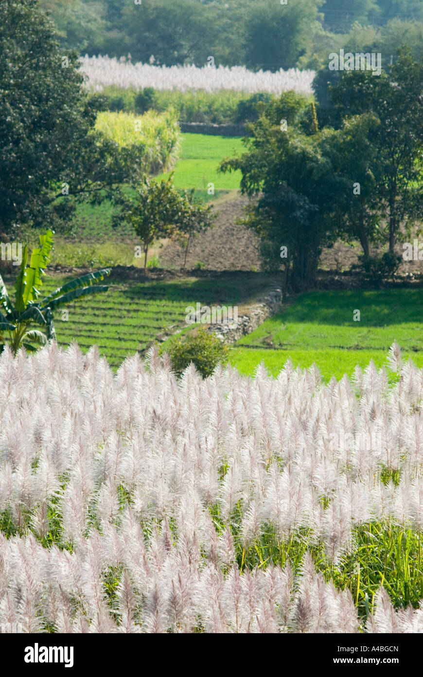 Abbildung des Weizen-Feld und Zuckerrohr-Plantage in Rajasthan Stockfoto