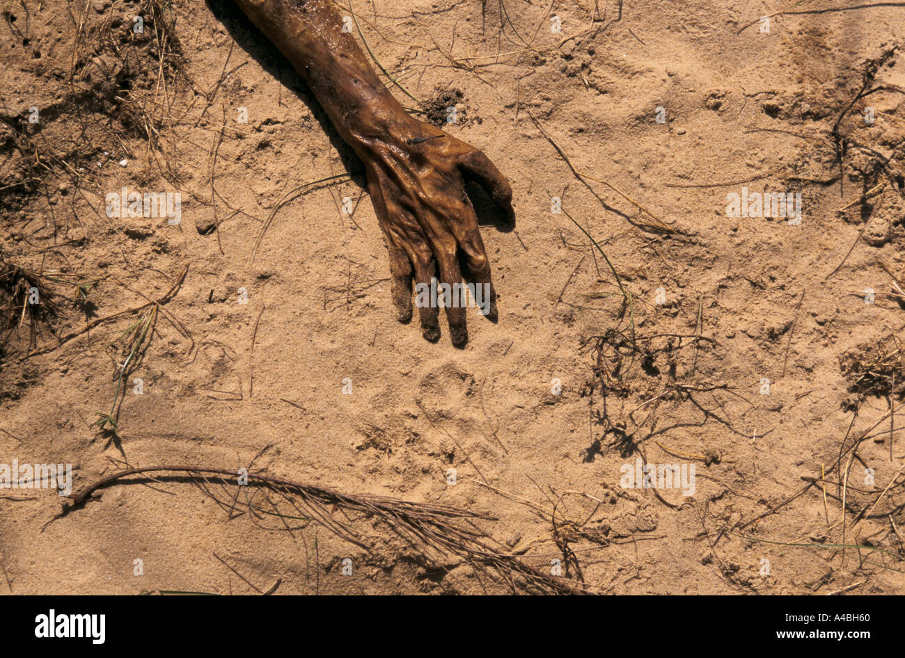 Orissa Wirbelsturm, Indien, 1999: ein Orpse auf Sanddünen von Paradip - Feuerbestattungen wurden planlos und einige Leichen wurden ausgelassen. Stockfoto