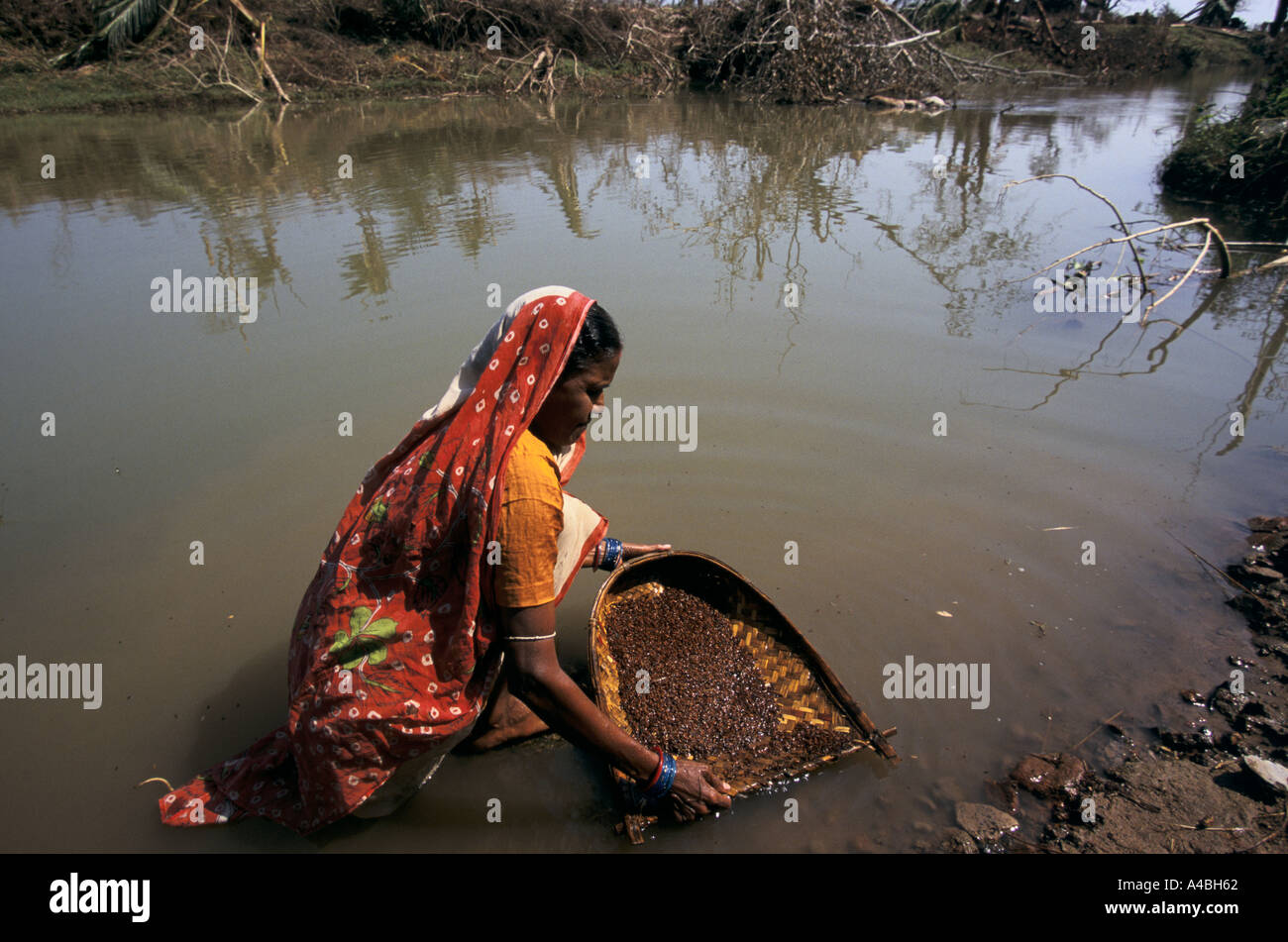 Orissa Wirbelsturm, Indien, 1999: Eine Frau wäscht Reis im Gaipor Village - inzwischen toten Tierkörpern das Wasser verschmutzen. Stockfoto