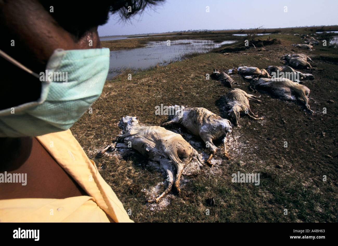 Orissa Wirbelsturm, Indien, 1999: Tausende von Rindern ertranken während Zyklon. Jetzt gekalkt, sie warten auf die Feuerbestattung. Stockfoto