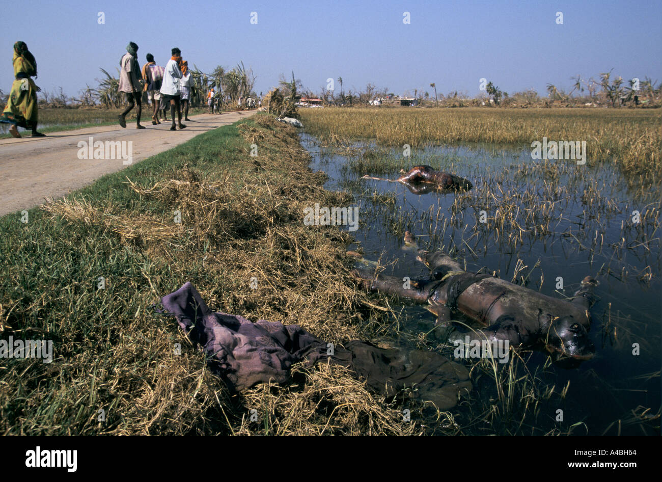 Zyklon Orissa, Indien, 1999: Wenn der Körper nicht in drei Tagen lokalen Überzeugungen begraben sind machen Sie Menschen ungern die Toten berühren Stockfoto