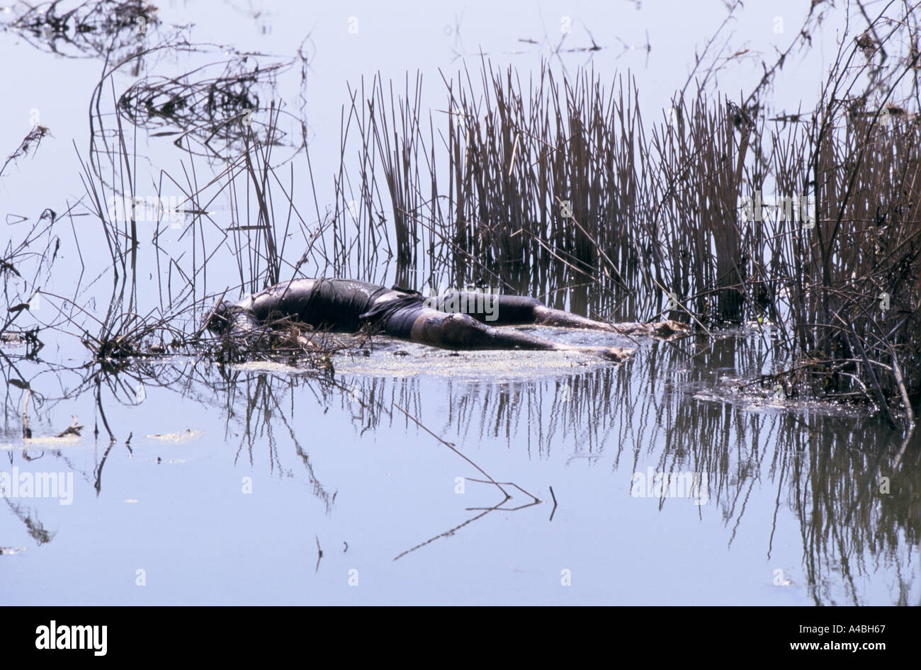 Orissa Wirbelsturm, Indien, Nov 1999: die indische Armee viele Leichen entsorgt, aber einige bleiben verursacht eine potenzielle Gefahr für die Gesundheit Stockfoto