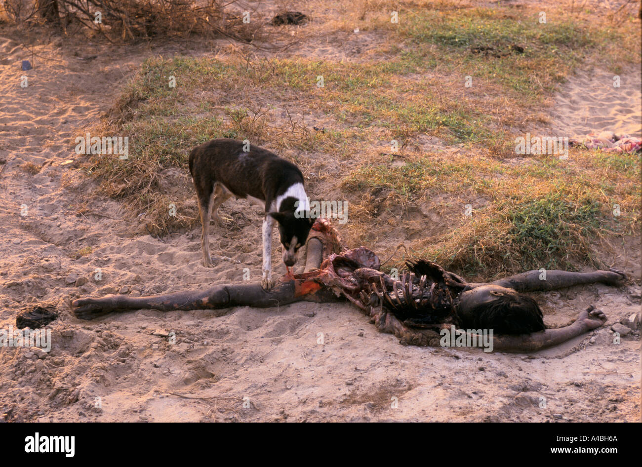 Orissa Wirbelsturm, Indien, 1999 A Hund nimmt an der Leiche eines Körpers auf Paradip Küste. Einäscherung der Toten war chaotisch Stockfoto