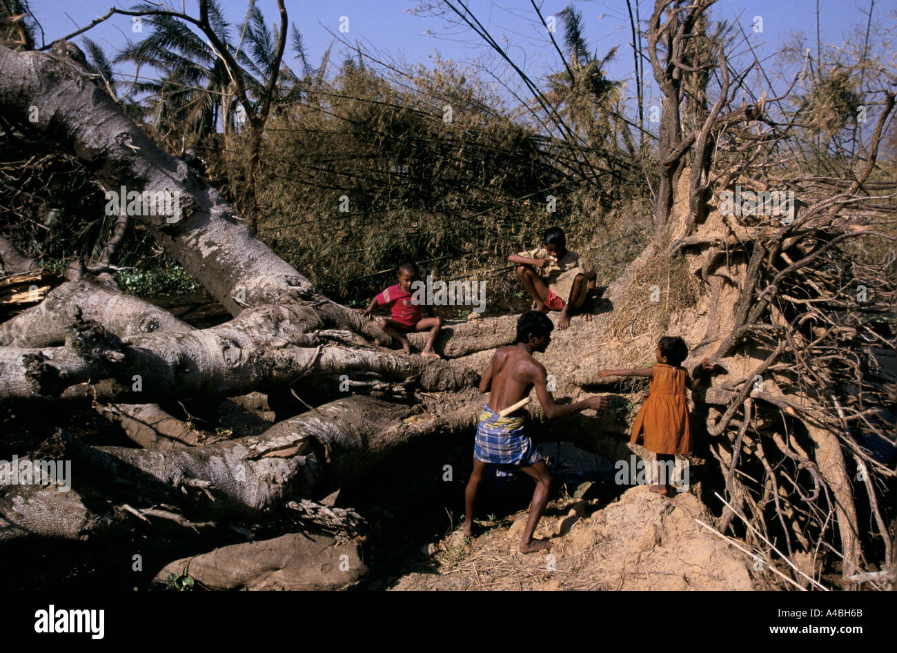 Orissa Wirbelsturm, Indien, 1999: ohne Bäume Schatten im Sommer reduziert werden - Ökologen befürchten, dass ein Anstieg der Temperatur erfolgt. Stockfoto