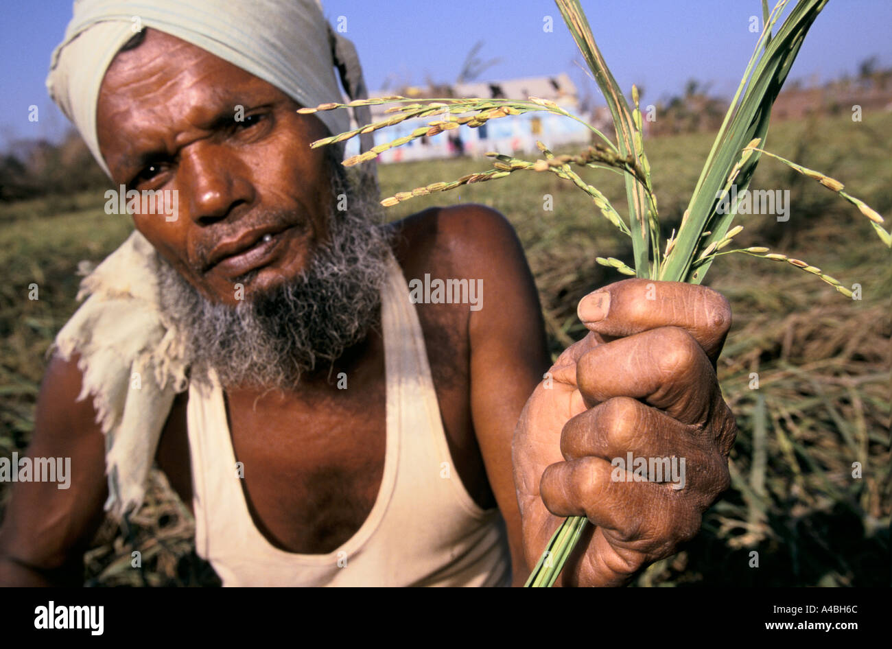 Orissa Wirbelsturm, Indien, 1999: Ein Landwirt hält seine zerstörten Reisernte - Zyklon schlug bei Bestäubung Zeit die meisten der Ernte verloren gegangen Stockfoto