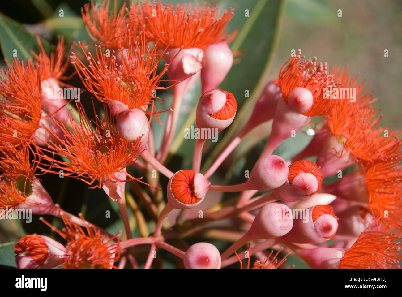 Blüten von Eucalyptus ficiflora/ficifolia der westaustralische blühende Gummibaum Stockfoto