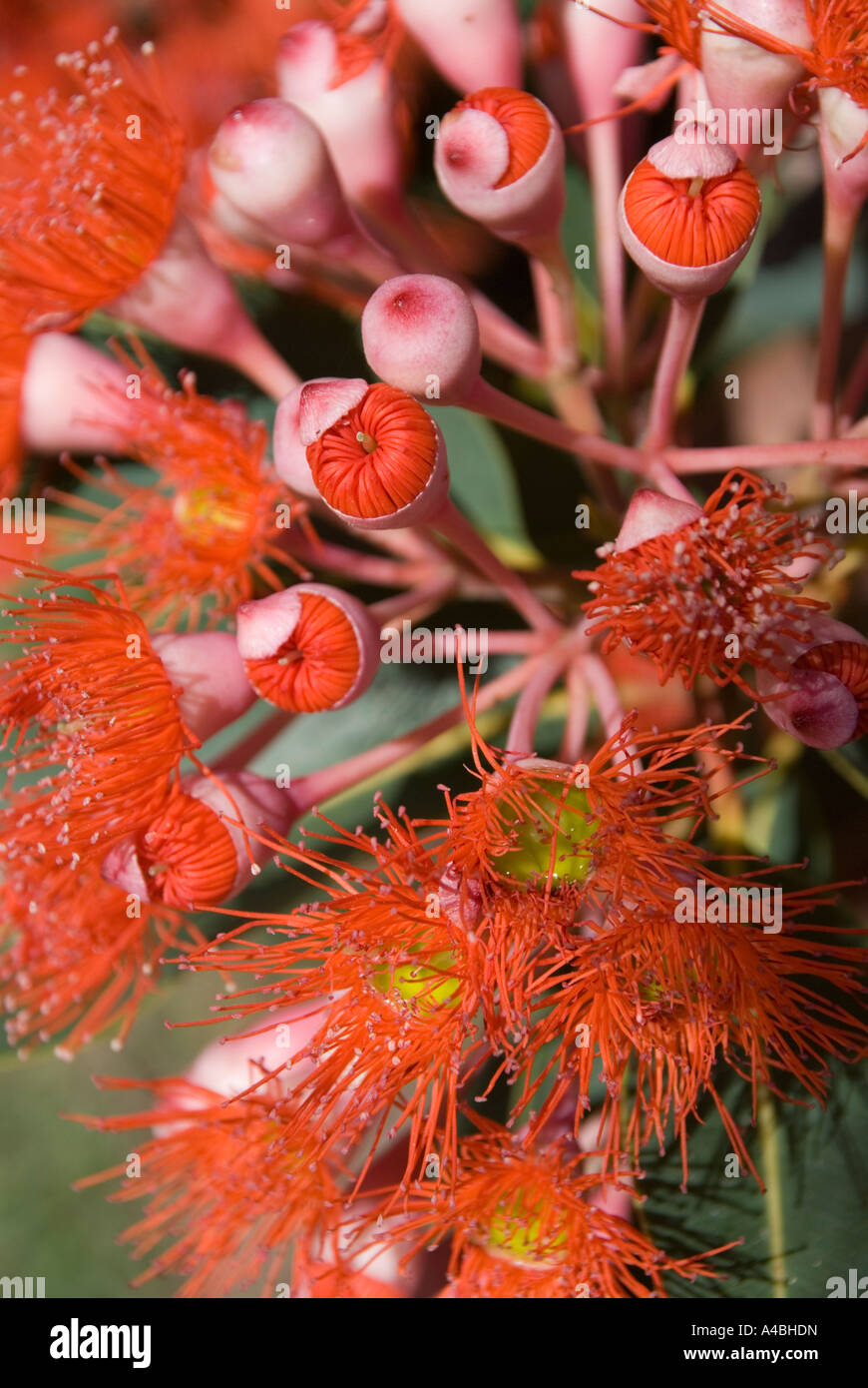 Blüten von Eucalyptus ficiflora/ficifolia der westaustralische blühende Gummibaum Stockfoto