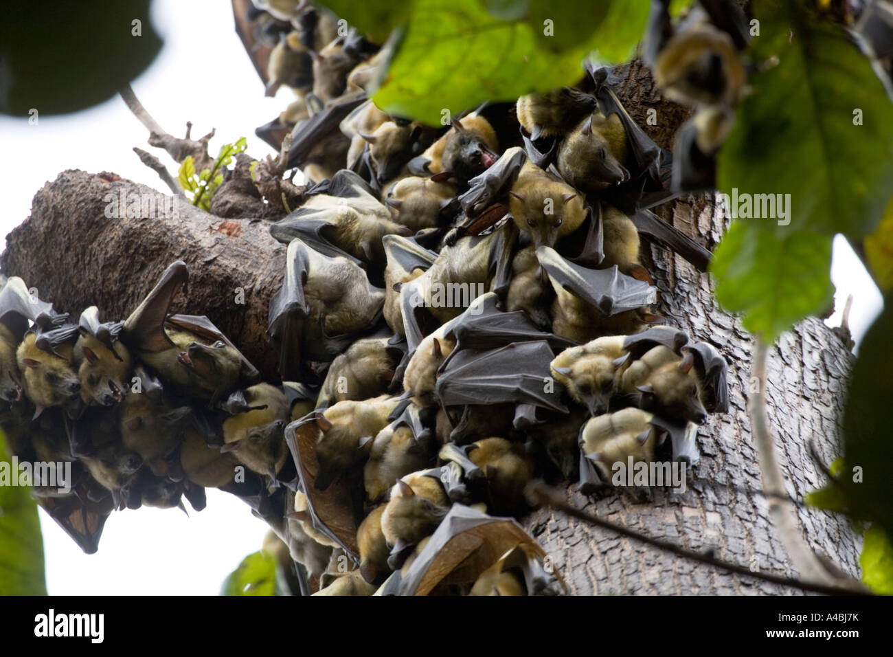 Kolonie von Obst Fledermäuse Kumasi Zoo Ghana Stockfoto