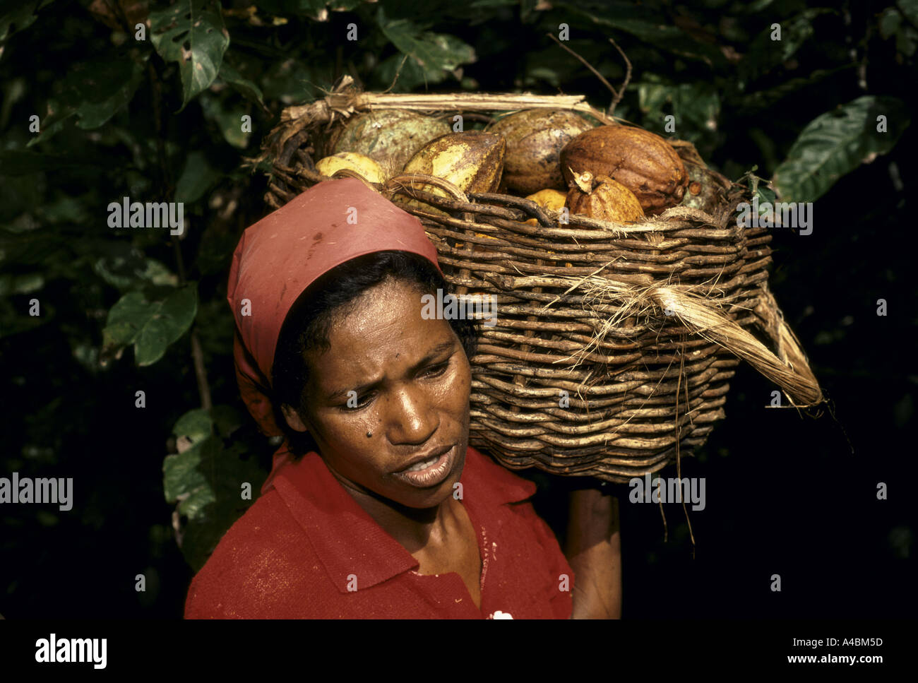 Arbeitnehmerin Tragetasche Korb mit frisch geschnitten Kakaofrüchte auf einer Plantage in Bahia.  Juli 1991. Stockfoto