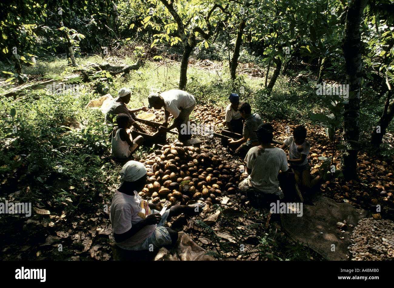Acht Arbeiter aber nur zwei Löhne. Mit neuen Systemen von Akkordarbeit Kakao Arbeiter bringen ihre Familien und verdienen, was zuvor ein Mann allein verdient. Bahia, Juli 1991 Stockfoto