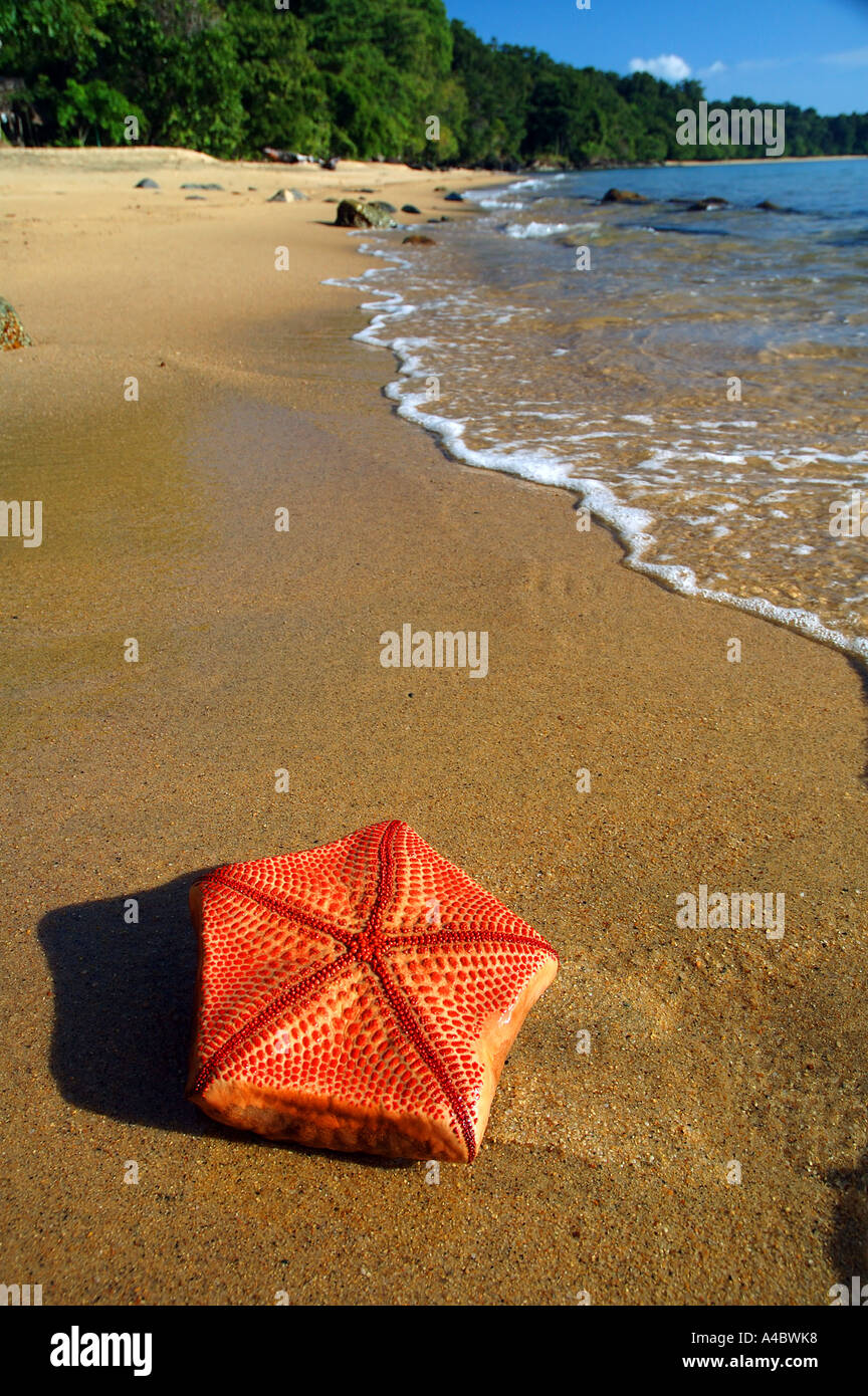 Seestern Culcita sp an den Strand gespült Masoala National Park Masoala Halbinsel Antongil Bay Madagaskar Stockfoto