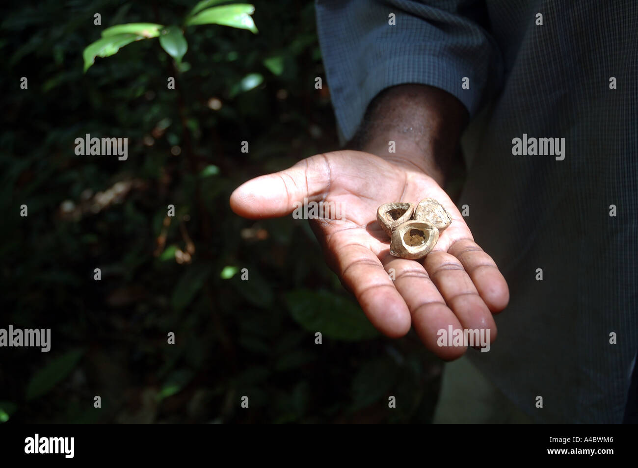 Extrem harte Ramy Muttern (Canarium Madagascariensis) den Nachweis der von Aye Aye (Daubentonia Madagascariensis gegessen worden Stockfoto