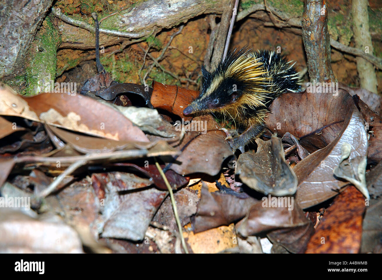 Gestreift Tenreks Hemicentetes Semispinosus Madagaskar Masoala-Halbinsel Masoala National Park Stockfoto