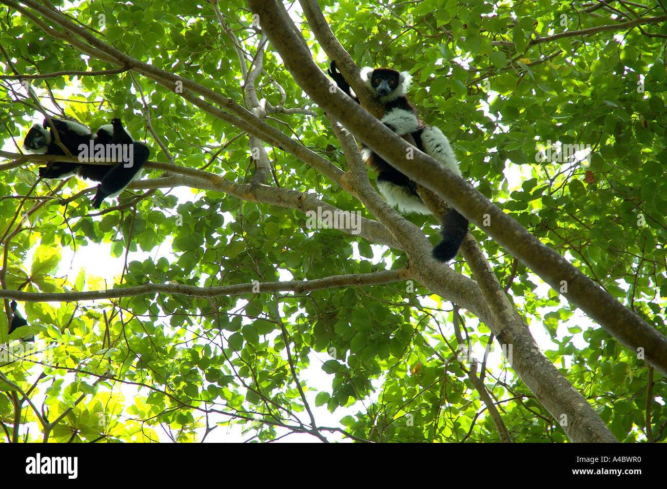 Paar schwarz ruffed Lemuren Varecia Variegata Variegata blickte direkt auf die Kamera Stockfoto