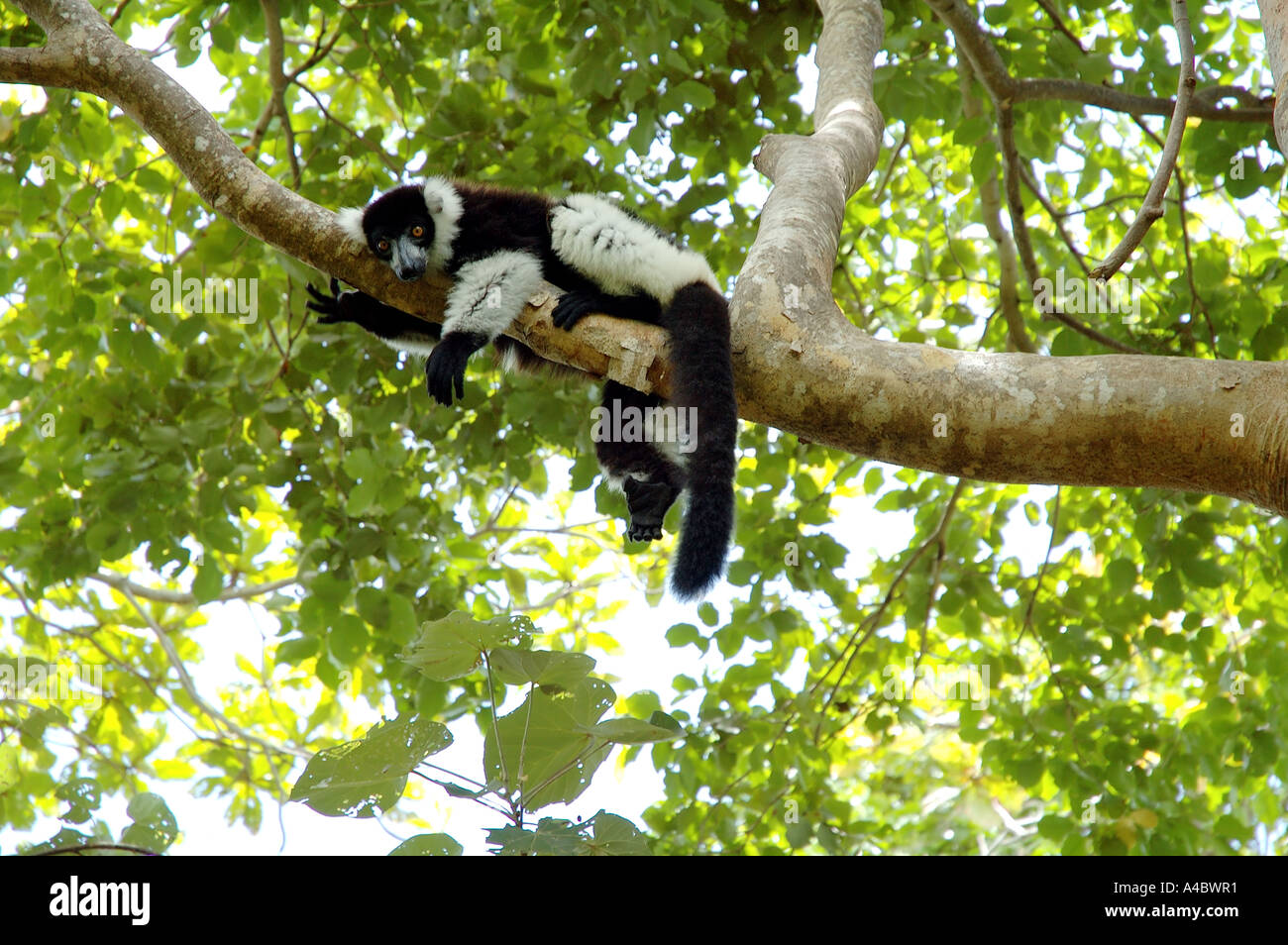 Schwarz und weiß Ruffed Lemur Varecia Variegata Variegata direkt in die Kamera winken Stockfoto