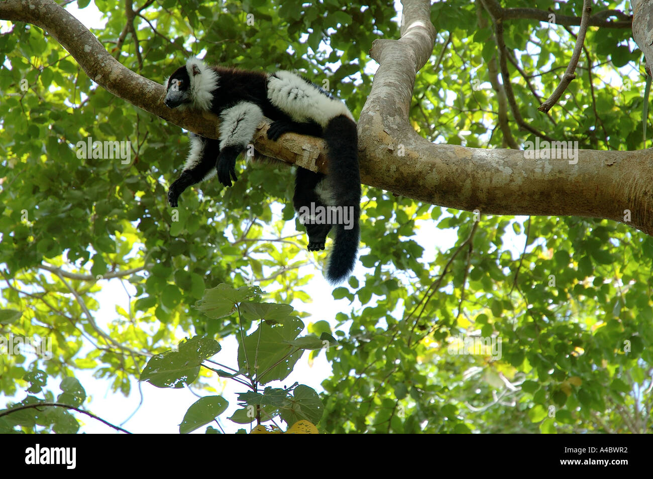 Schwarz und weiß Ruffed Lemur (Varecia Variegata Variegata) hängen in charakteristische Pose auf Ast Stockfoto