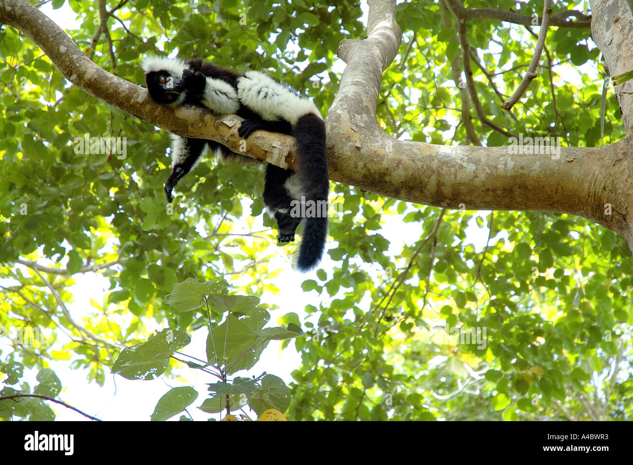 Schwarz und weiß Ruffed Lemur Varecia Variegata Variegata Pflege selbst Stockfoto