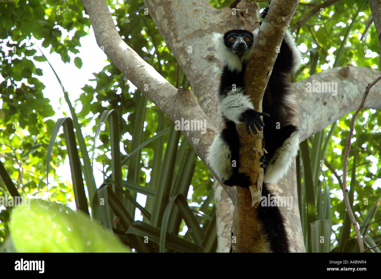 Schwarz und weiß Ruffed Lemur Varecia Variegata Variegata in freier Wildbahn Stockfoto