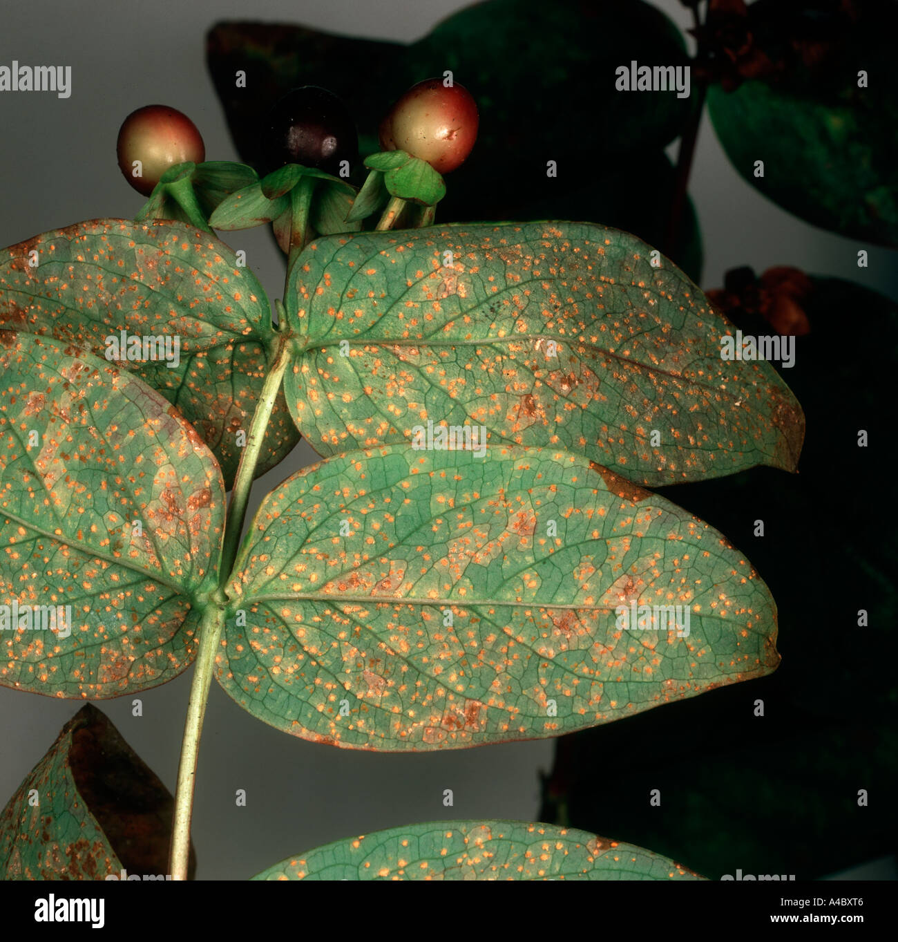Hypericum beeren Fotos und Bildmaterial in hoher Auflösung Alamy
