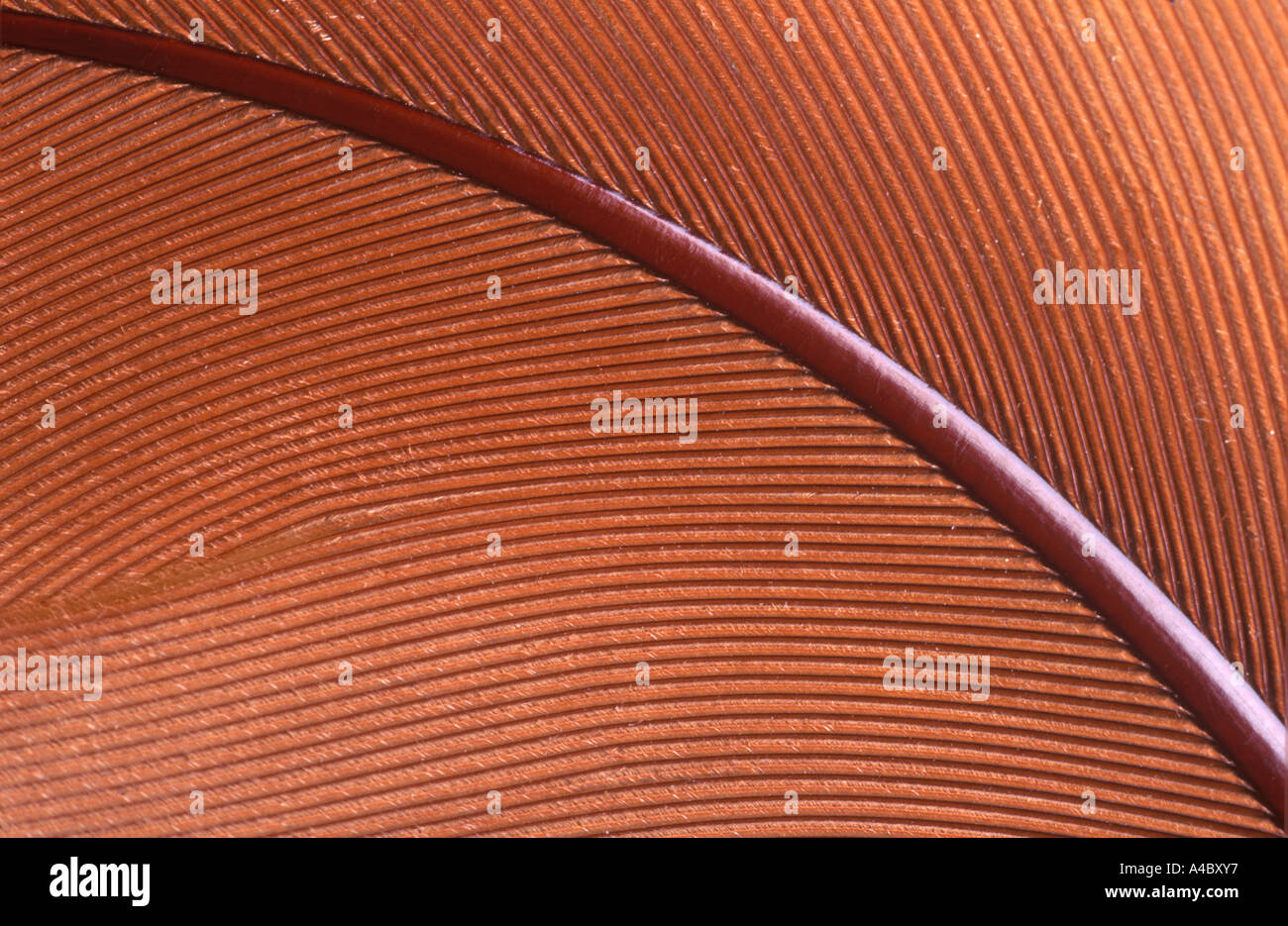 Feder-Detail Stockfoto