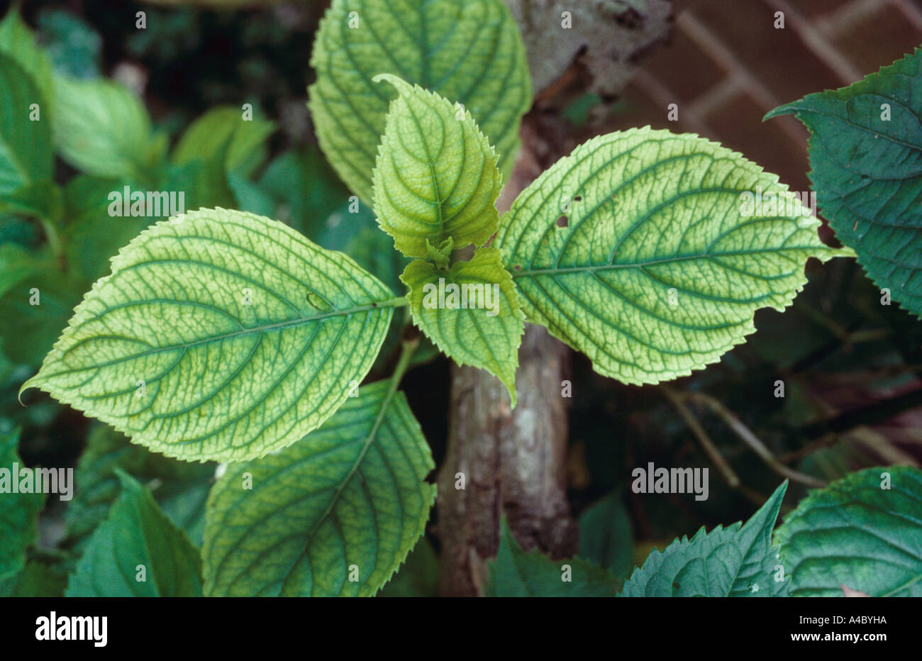 Kalk verursacht Eisen Fe-Mangel bei Rhododendron Bltter Stockfotografie -  Alamy
