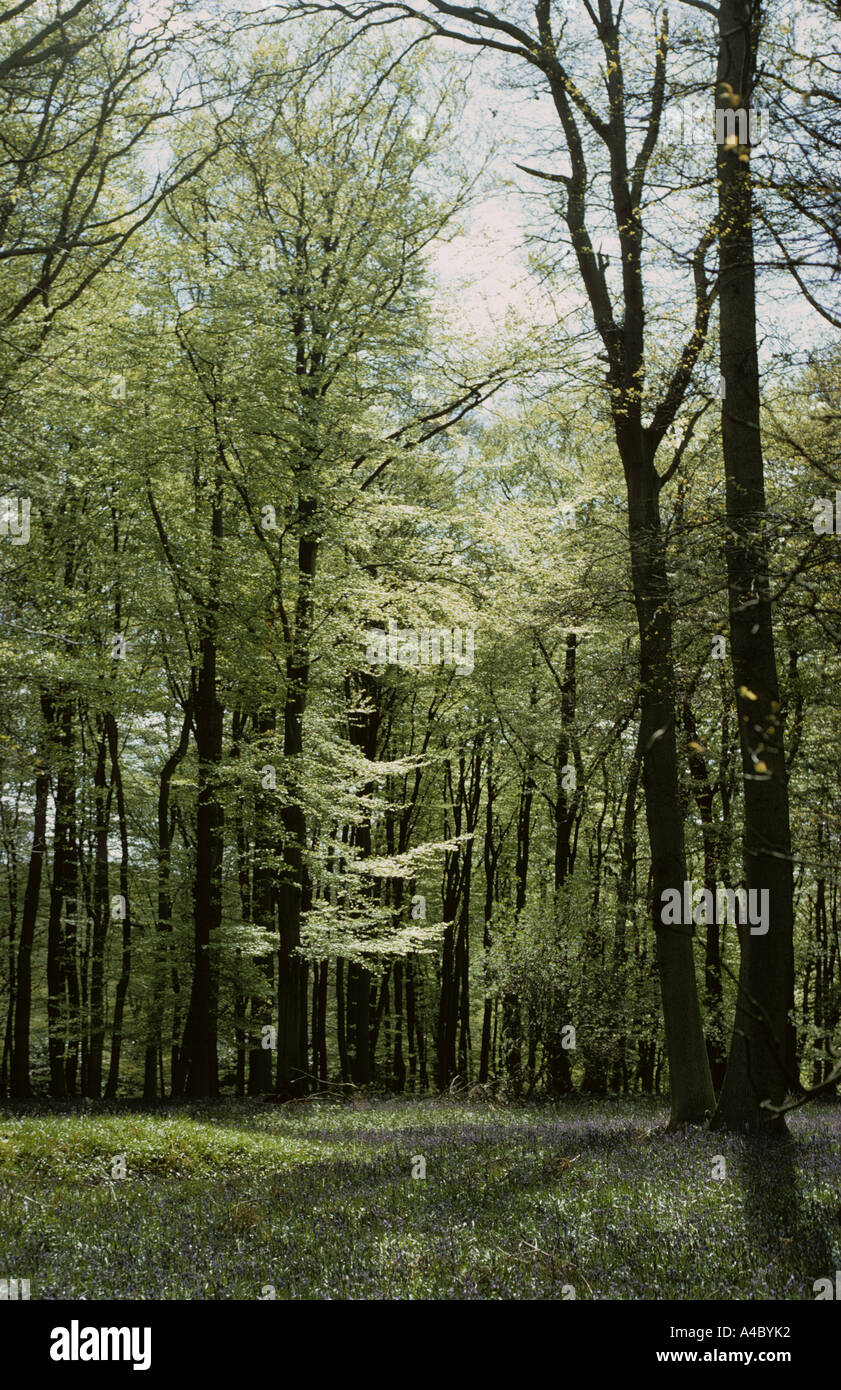 Buche Fagus Sylvatica Wald im Frühling Laub Stockfoto